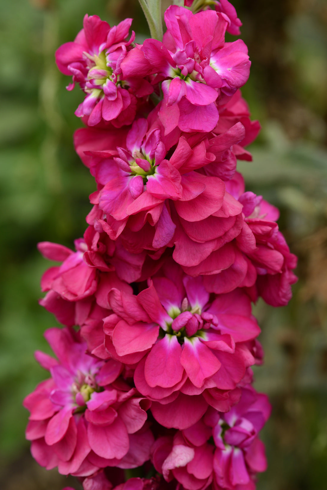 100 Stock Seeds | Matthiola Column American Beauty – trailingpetunia.com