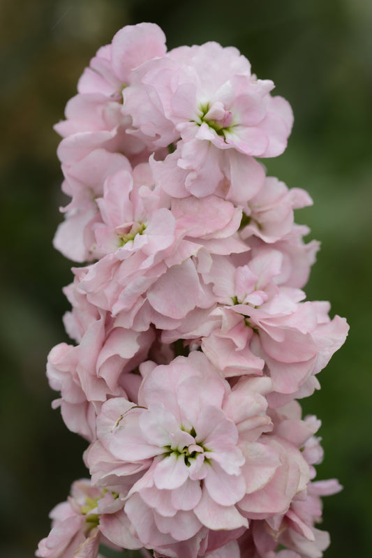 100 Stock Seeds Matthiola Column Appleblossom Matthiola Seeds