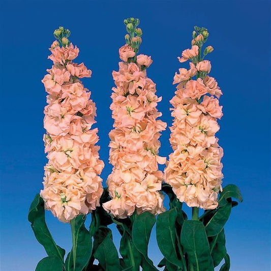 50 Stock Seeds Matthiola Iron Apricot Cut Flower Seeds