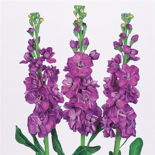 50 Stock Seeds Matthiola Iron Blue Cut Flower Seeds