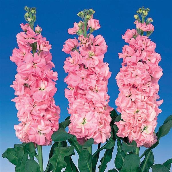 50 Stock Seeds Matthiola Iron Pink Cut Flower Seeds