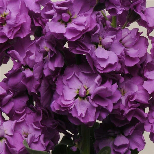 50 Matthiola Seeds Matthiola Katz Blue Cut Flower
