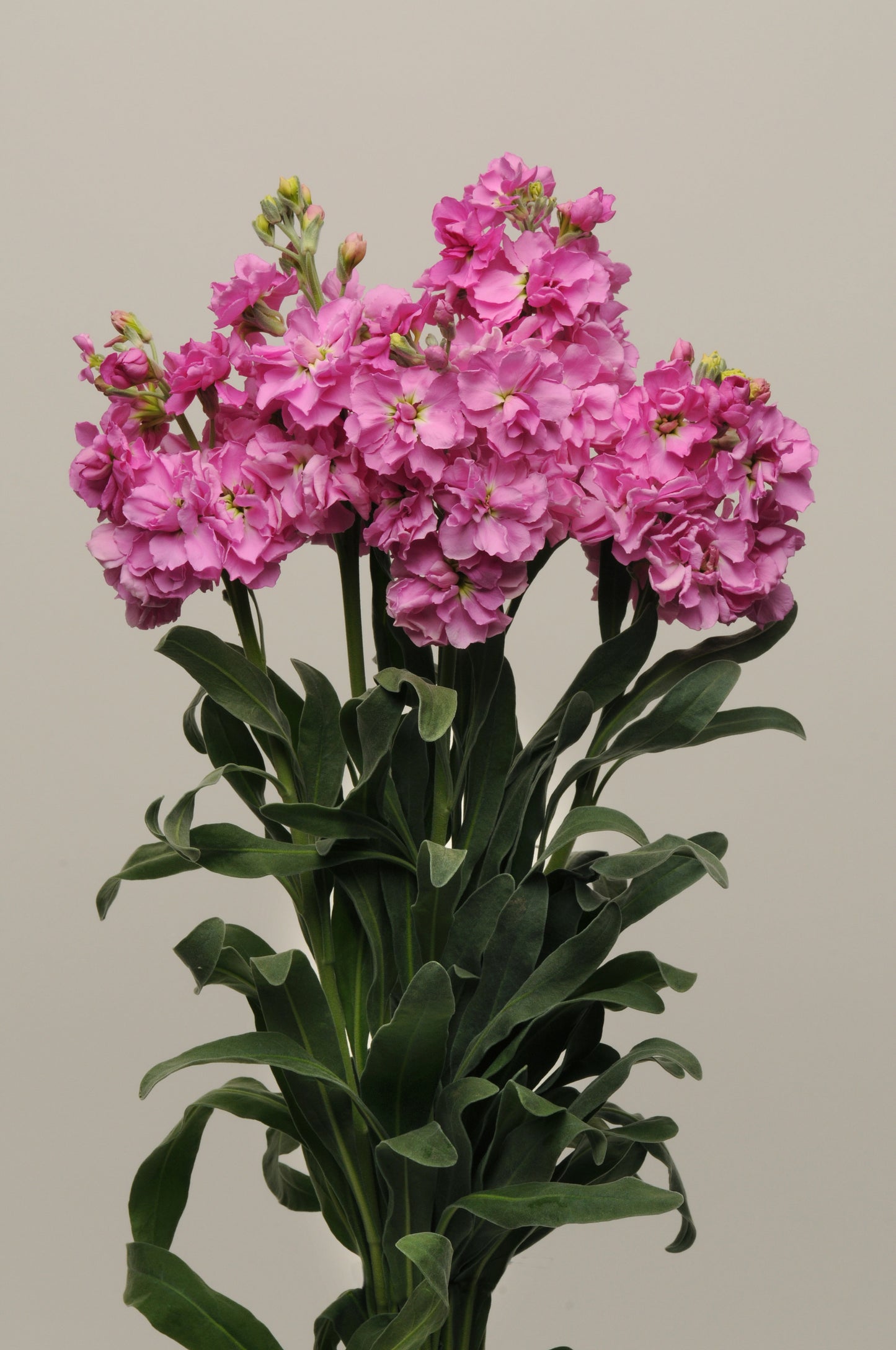 50 Matthiola Seeds Matthiola Katz Pink Cut Flower