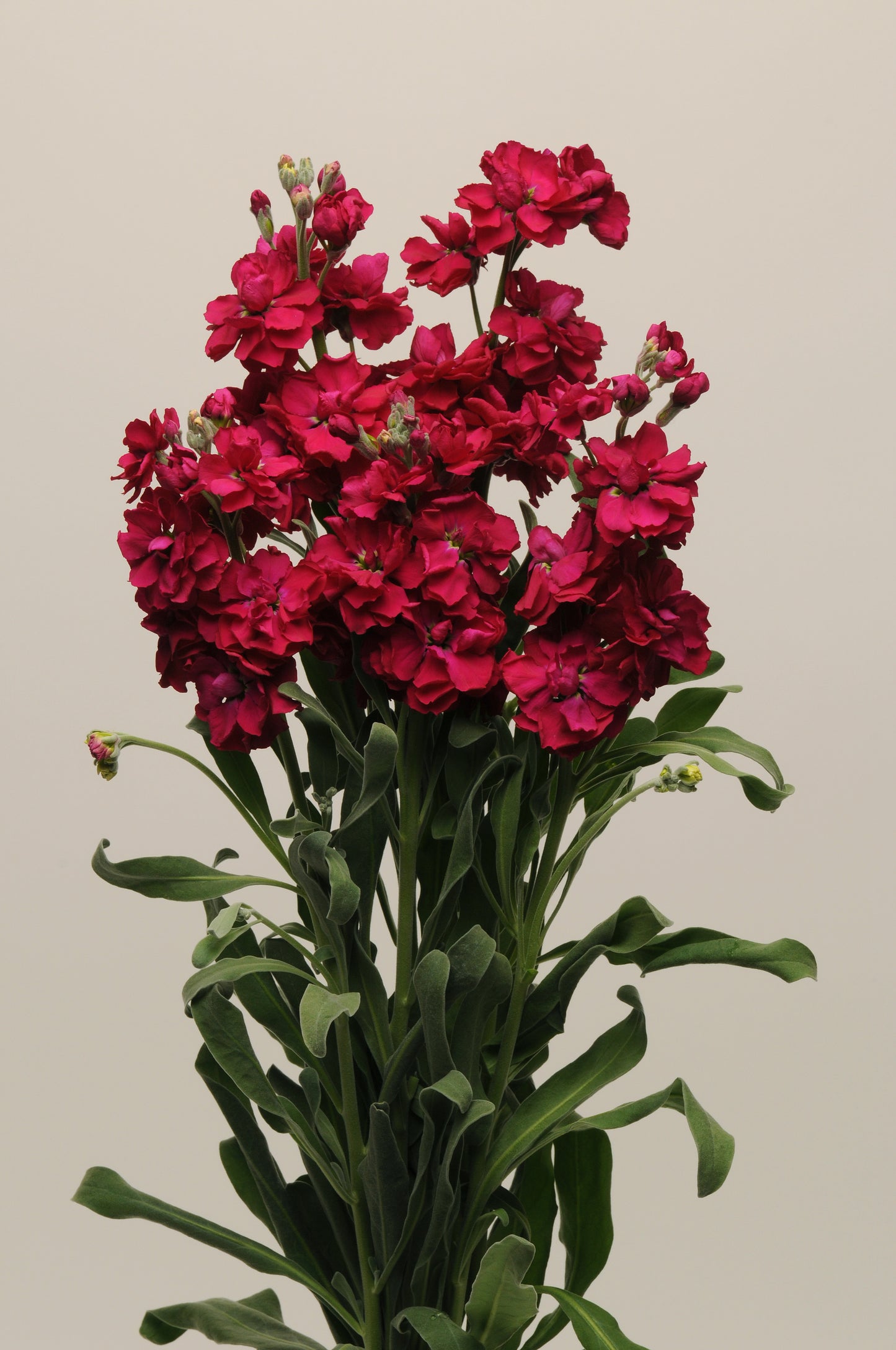 50 Matthiola Seeds Matthiola Katz Ruby Cut Flower