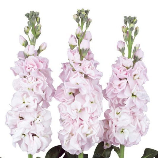 50 Stock Seeds Matthiola Iron Cherry Blossom Premium Cut Flower Stock