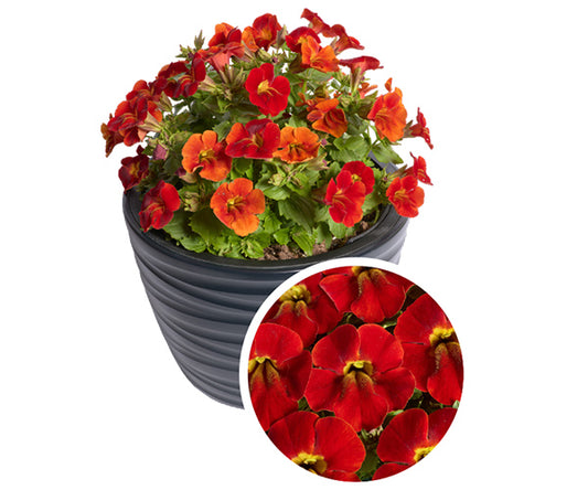 Mimulus Seeds Mimulus Medius Deep Orange 50 Pelleted Flower Seeds