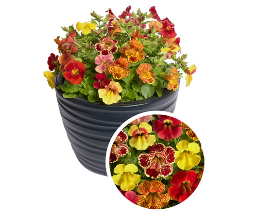 Mimulus Seeds Mimulus Medius Mix | 50 Pelleted Flower Seeds