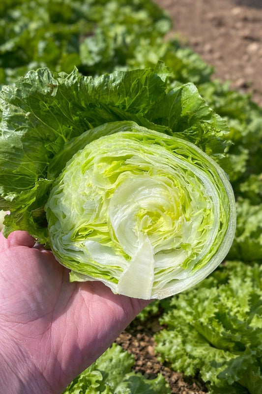 Pint Size Lettuce Seeds 500 Mini Iceberg Garden Vegetable Seeds