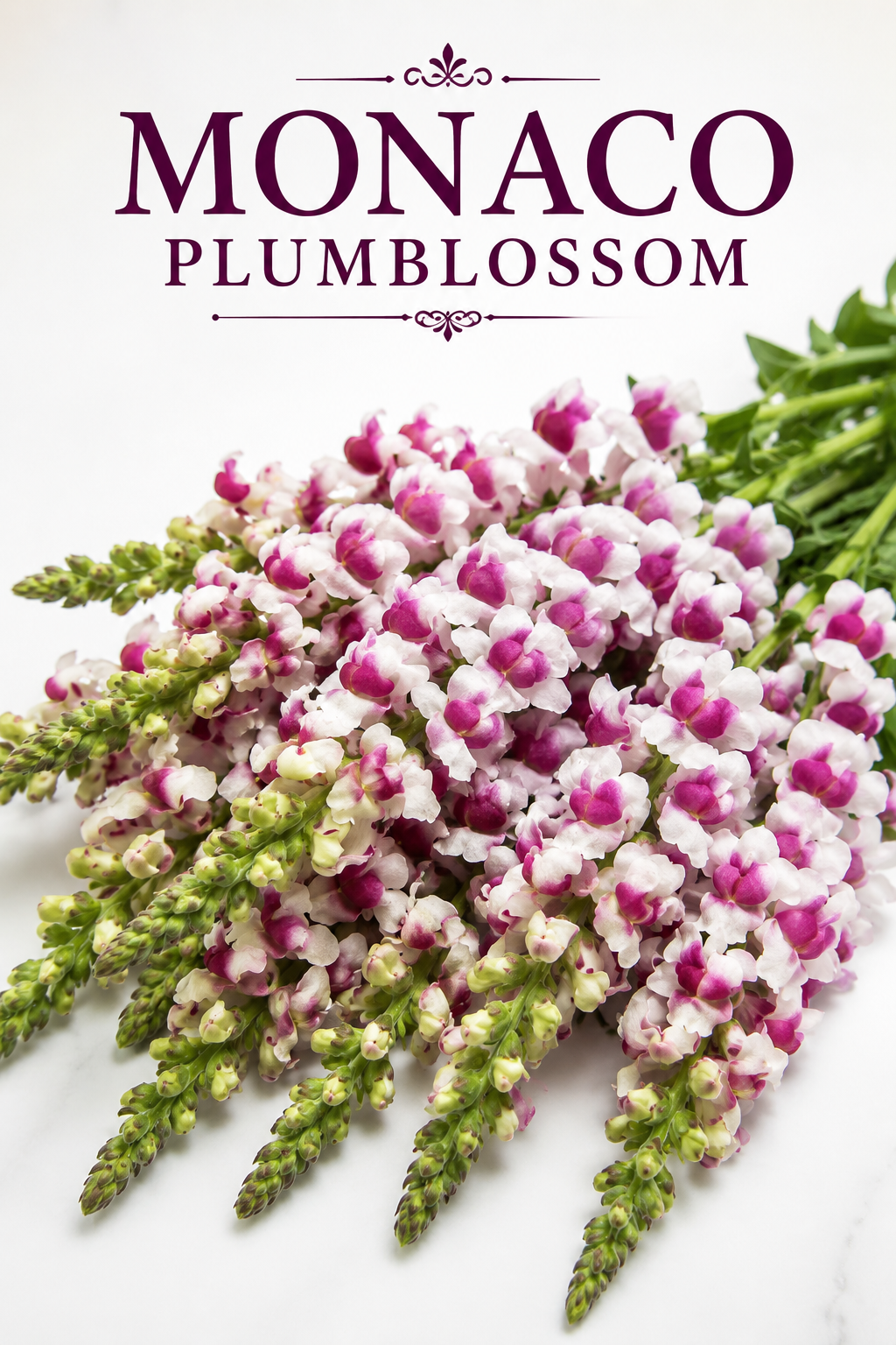 Monaco Plumblossom Snapdragon Seeds 50 Pelleted | Premium Cut Flower Seeds