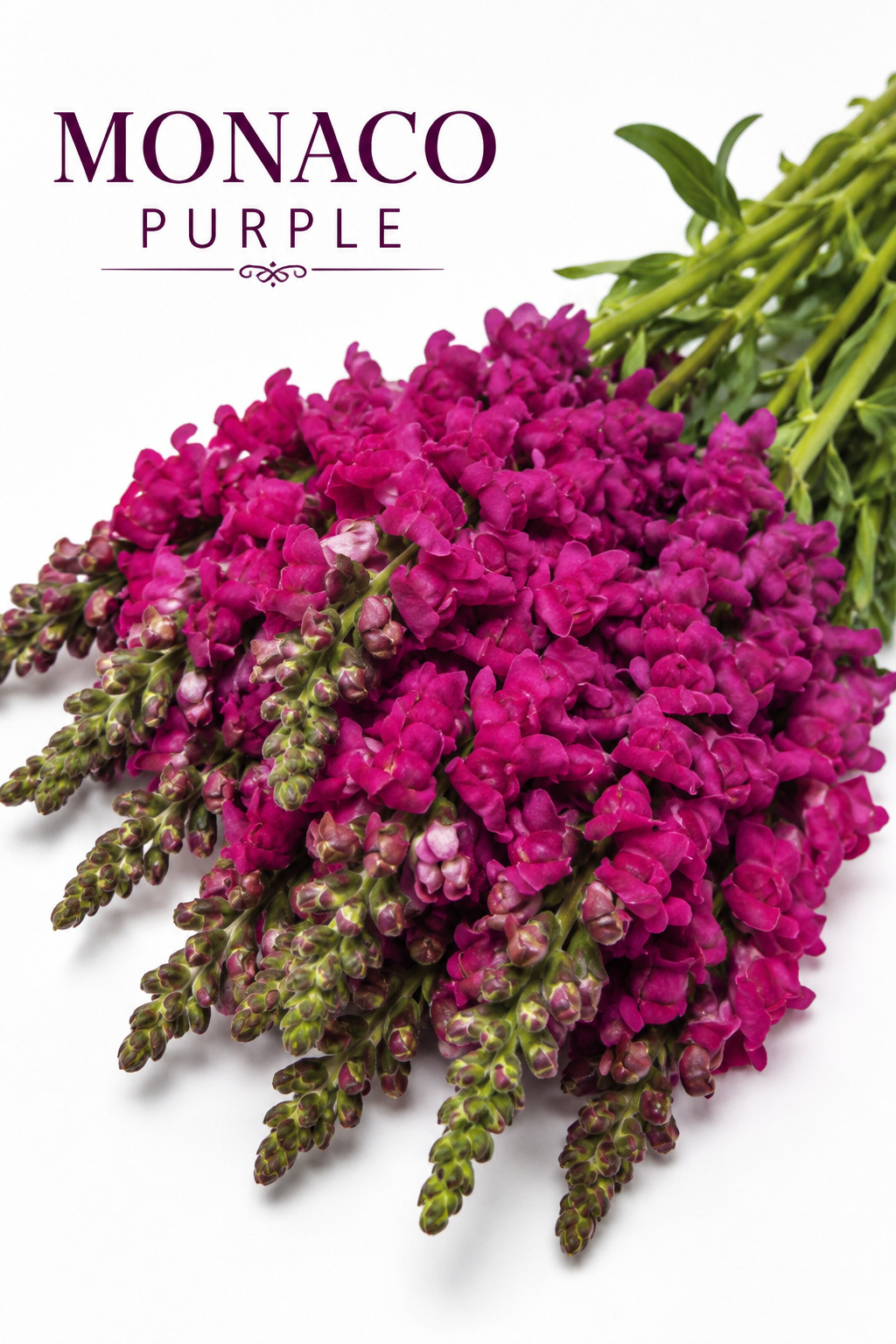 Monaco Purple Snapdragon Seeds 50 Pelleted | Premium Cut Flower Seeds