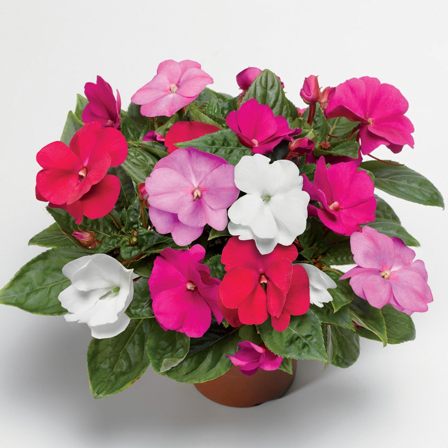 New Guinea Impatiens Seeds Florific Mix 25 Impatiens Seeds