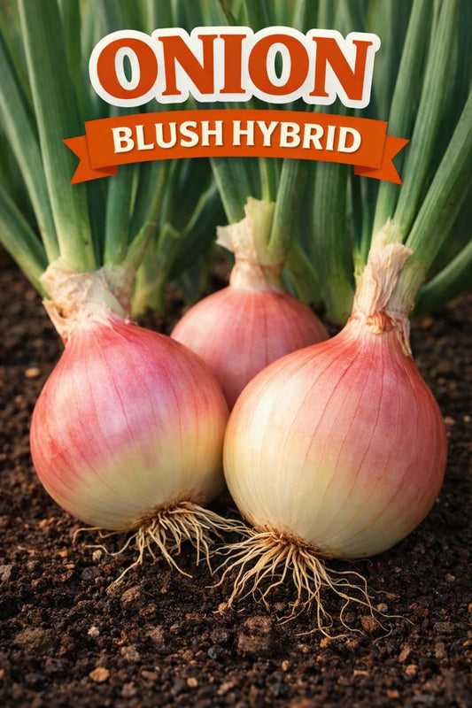 Blush Onion Seeds – Onion Blush F1 Hybrid Pink Onion Seeds 250 Vegetable Seeds