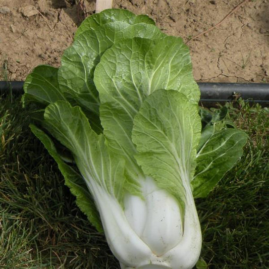 Pak Choi Seeds Pak Choi Bopak 250 Seeds Compact Hybrid Chinese Cabbage