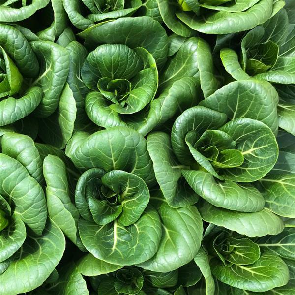Pak Choi Seeds Ewok 250 Seeds Mini Green Stemmed Chinese Cabbage