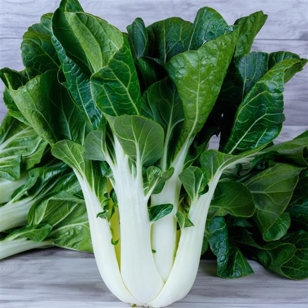 Pak Choi King Choi Seeds 250 Seeds Hybrid Chinese Cabbage Slow Bolting Variety