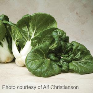 Toy Choy Pak Choi Seeds 250 Seeds Mini Chinese Cabbage