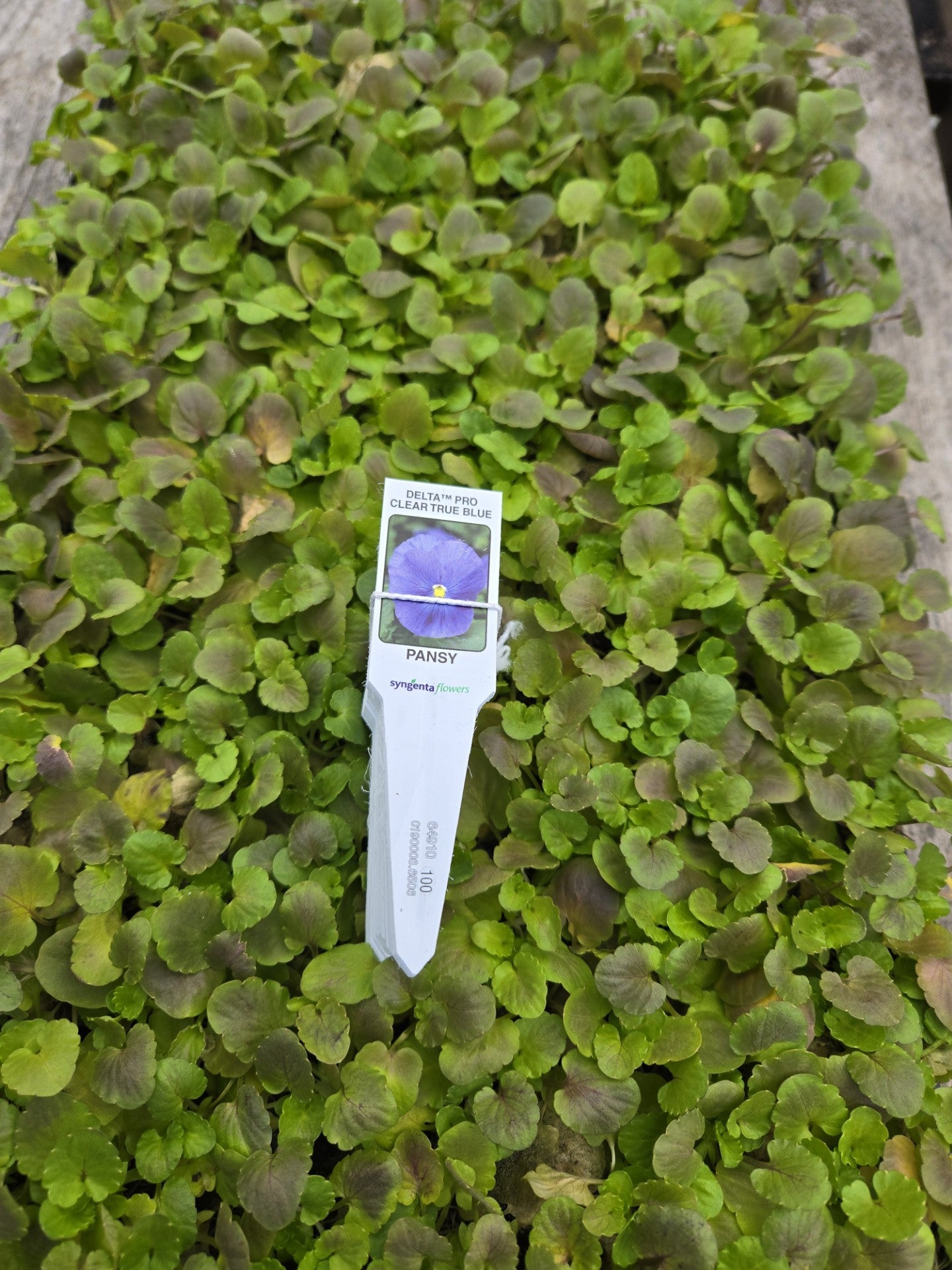 Pansies 50 Pansy Seeds Pansy Delta Pro Clear True Blue