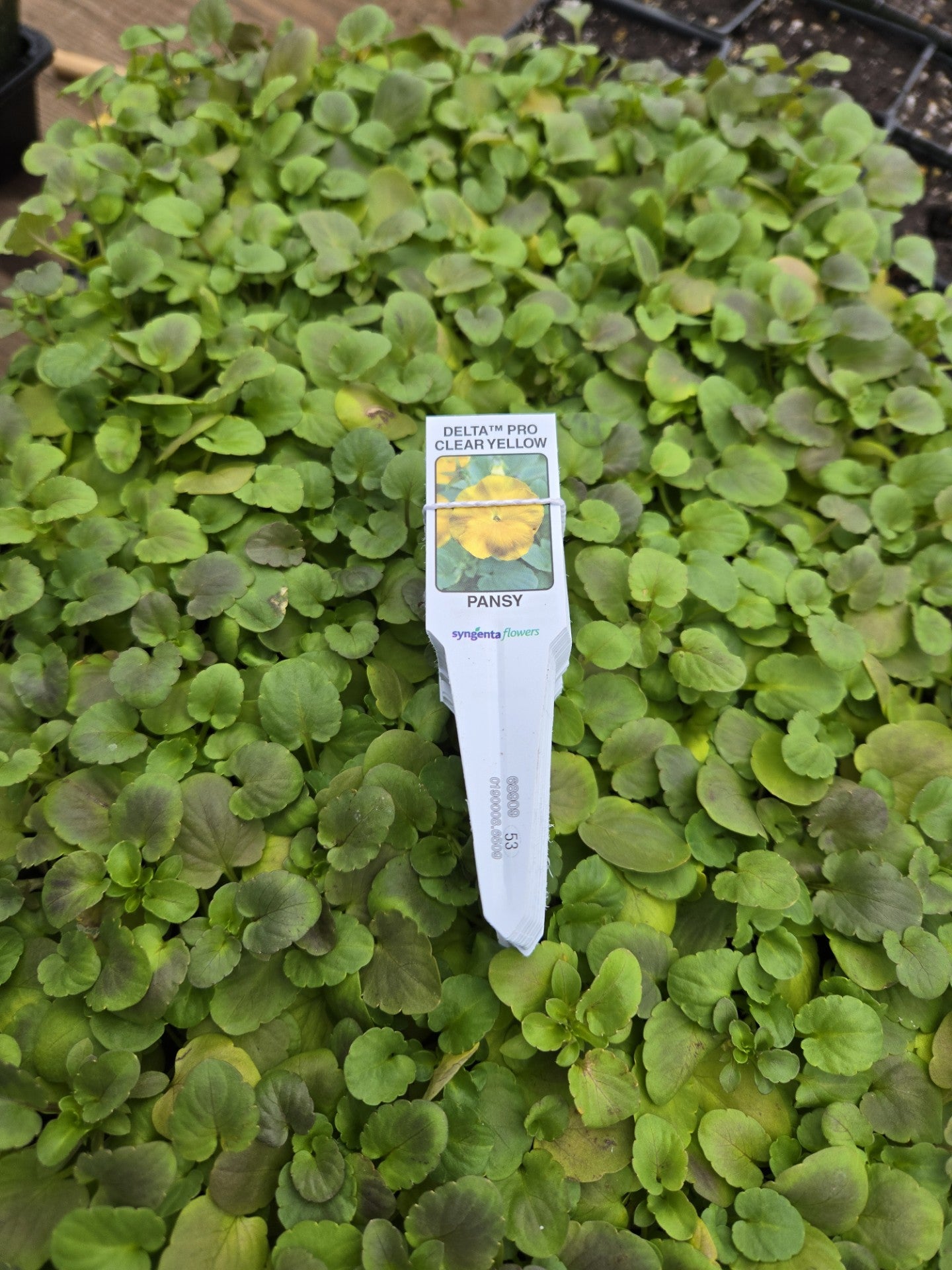 50 Pansy Seeds Pansy Delta Pro Clear Yellow Pansies