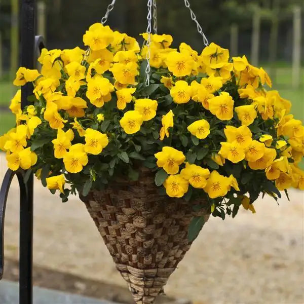 25 Pansy Seeds Freefall™ Golden Yellow F1 Trailing Fall Flower Seeds
