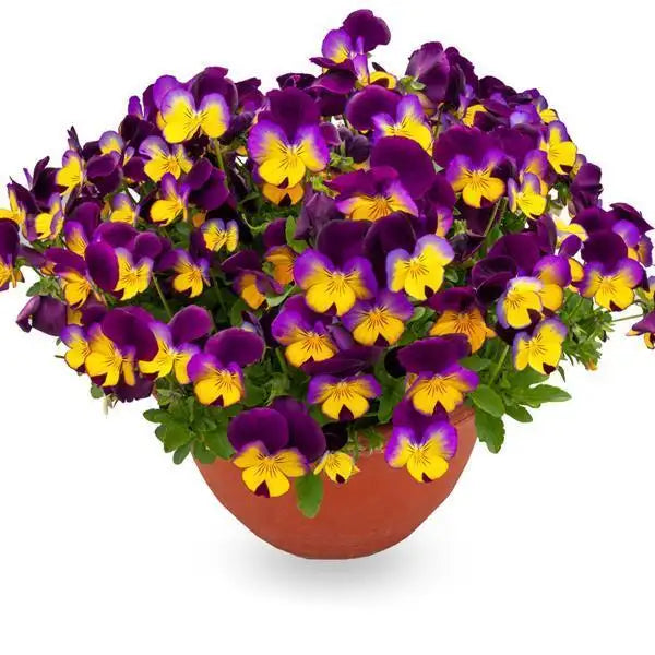 25 Pansy Seeds Freefall™ Sundown F1 Trailing Fall Flower Seeds