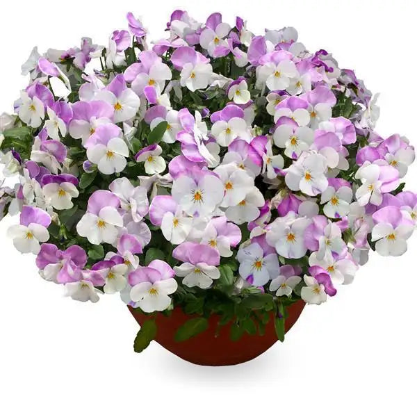 25 Pansy Seeds Freefall™ White Rose Wing F1 Trailing Fall Flower Seeds