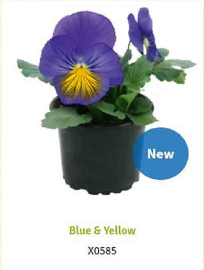 Pansy Seeds Pansy Cats Plus Blue Yellow 25 Viola Seeds