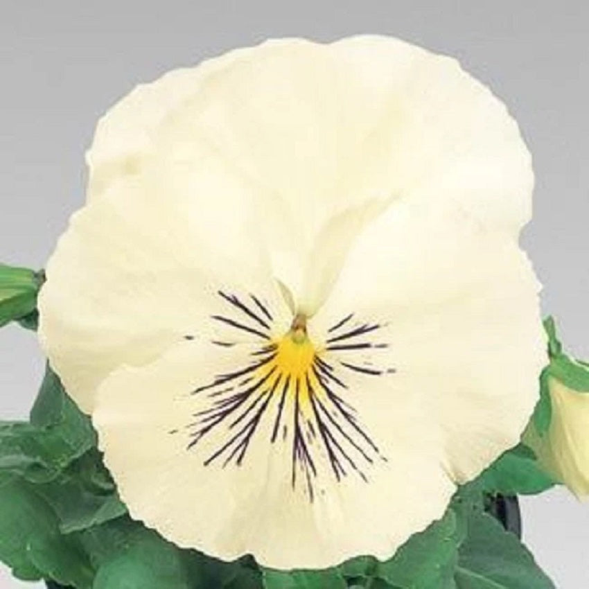 Pansy Seeds Pansy Cats Plus White 25 Viola Seeds
