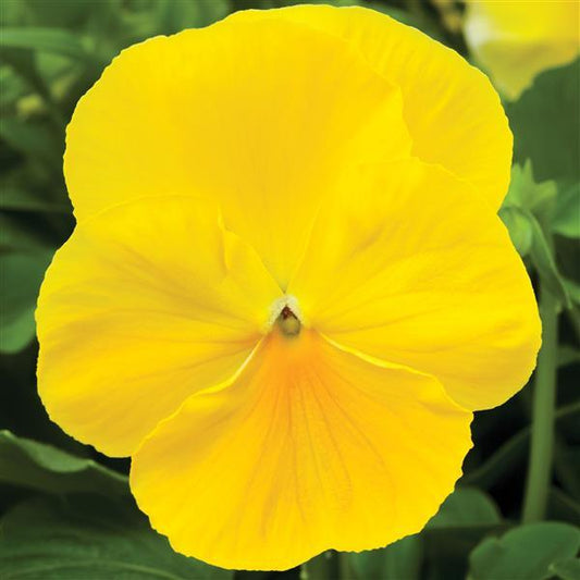 Pansy Seeds Delta Pro Clear Lemon 50 Seeds Compact Early Flower Seeds