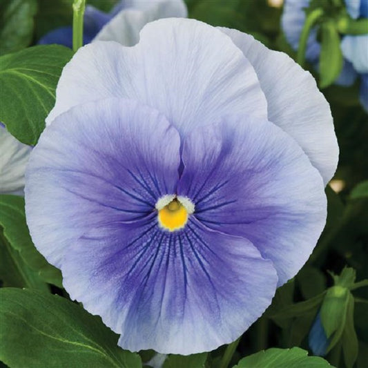 Pansies 50 Pansy Seeds Pansy Delta Pro Clear True Blue