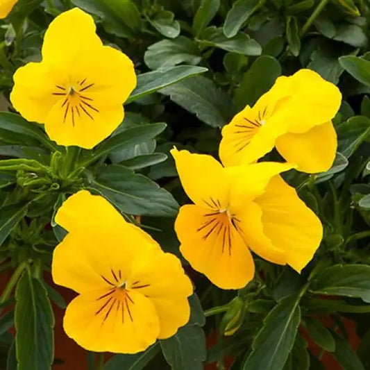 25 Pansy Seeds Freefall™ Golden Yellow F1 Trailing Fall Flower Seeds