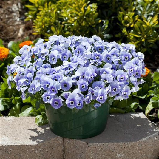 25 Pansy Seeds Freefall™ Marina Trailing Pansy