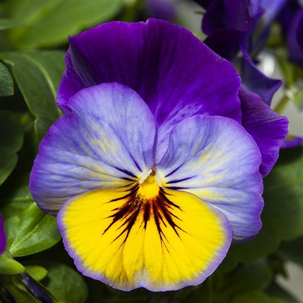 25 Pansy Seeds Freefall™ Morpho Trailing Pansy