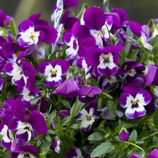 25 Pansy Seeds Freefall™ Purple White F1 Trailing Fall Flower Seeds