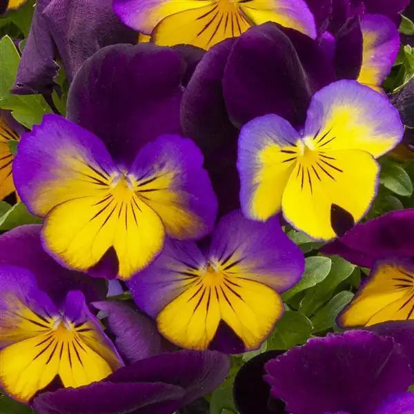 25 Pansy Seeds Freefall™ Sundown F1 Trailing Fall Flower Seeds
