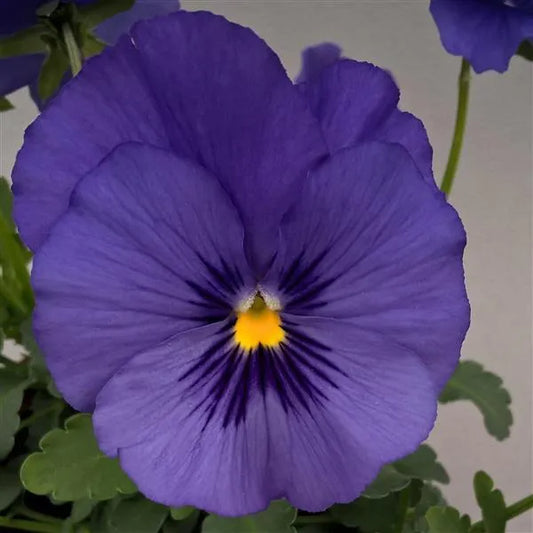 25 Pansy Seeds Freefall™ True Blue F1 Trailing Fall Flower Seeds