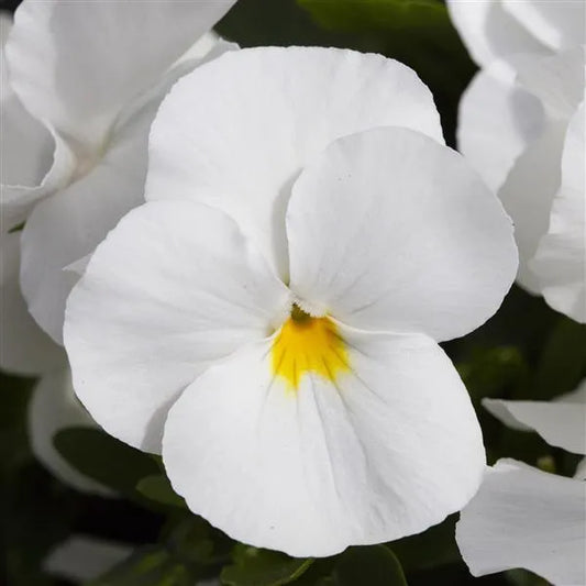 25 Pansy Seeds Freefall™ White F1 Trailing Fall Flower Seeds