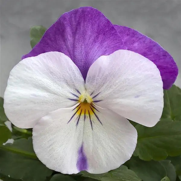 25 Pansy Seeds Freefall™ White Rose Wing F1 Trailing Fall Flower Seeds