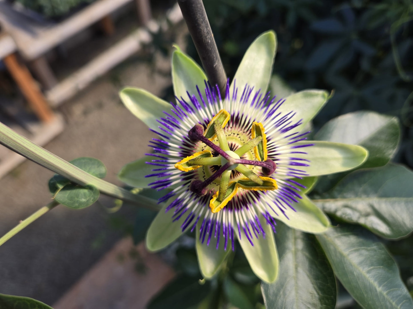 50 Seeds Passion Flower Passion Vine Seeds (Passiflora Caerulea)