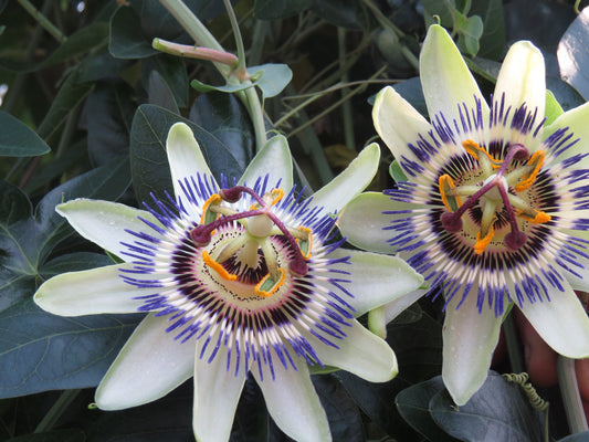50 Seeds Passion Flower Passion Vine Seeds (Passiflora Caerulea)