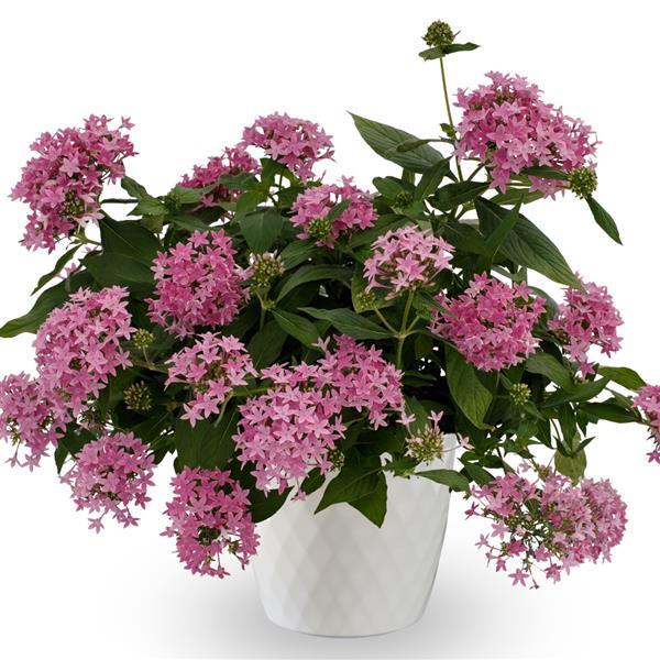 25 Pentas Seeds Beehive Lilac | Pollinator Starflower Blooms