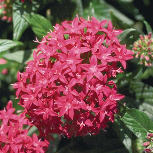 25 Pentas Seeds Graffiti Lipstick | Bright Starflower Blooms for Pollinators