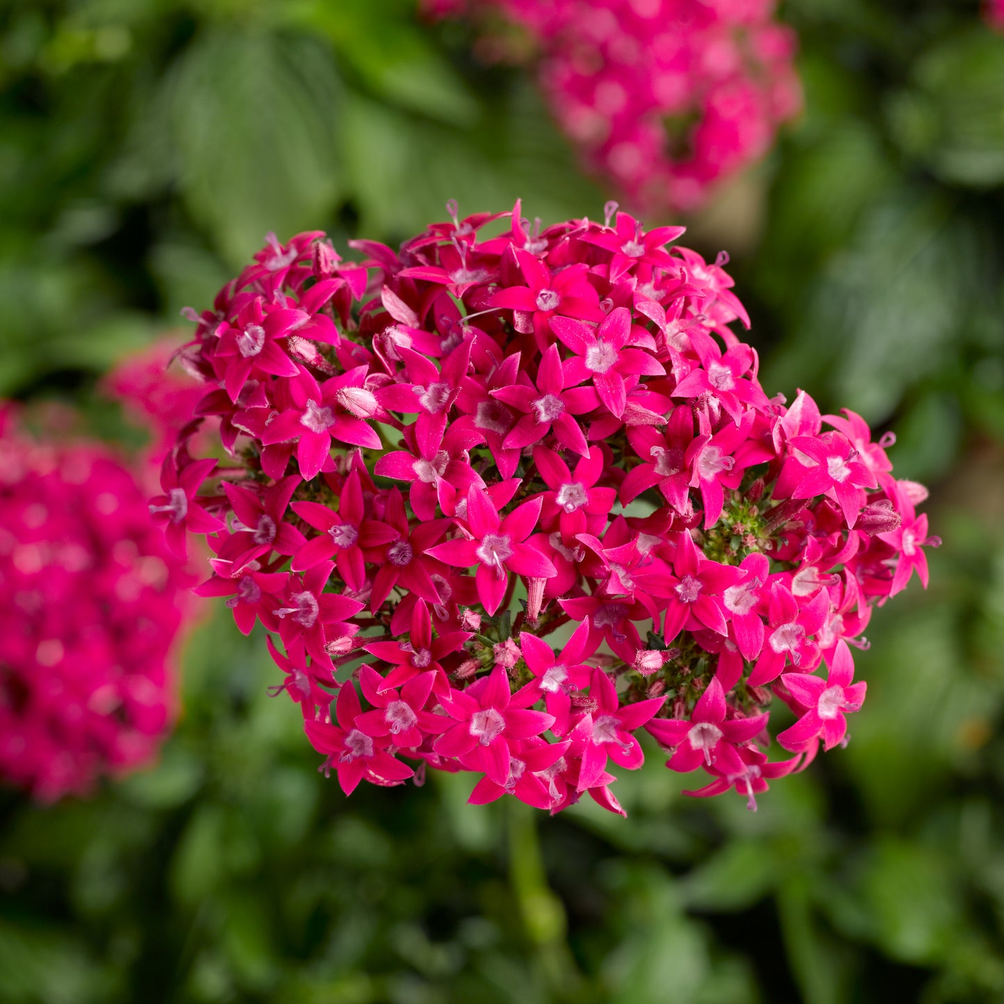 Honey Cluster Deep Rose Pentas Seeds – 25 Pelleted Star Cluster Flower Seeds