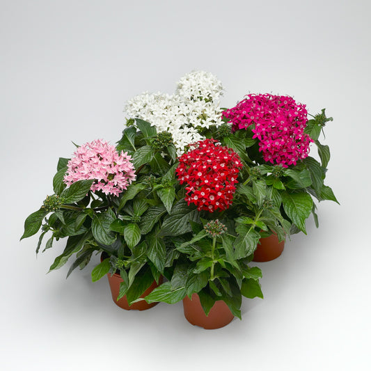 Honey Cluster Mix Pentas Seeds 25 Pelleted Star Cluster Flower Seeds