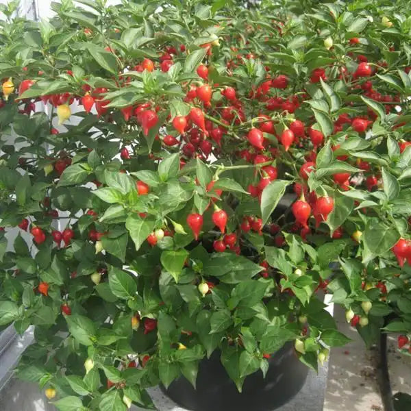 Button Red Biquinho pepper plant in a black container with abundant ripe red peppers among green leaves