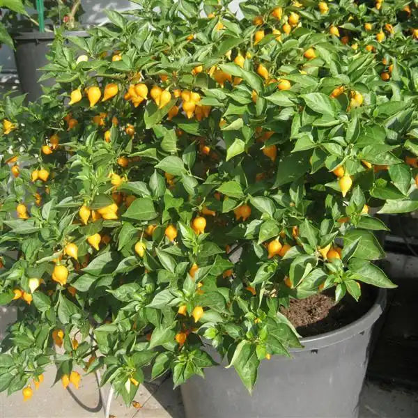 Button Yellow Biquinho pepper plant growing in a black container with abundant small yellow peppers among green leaves