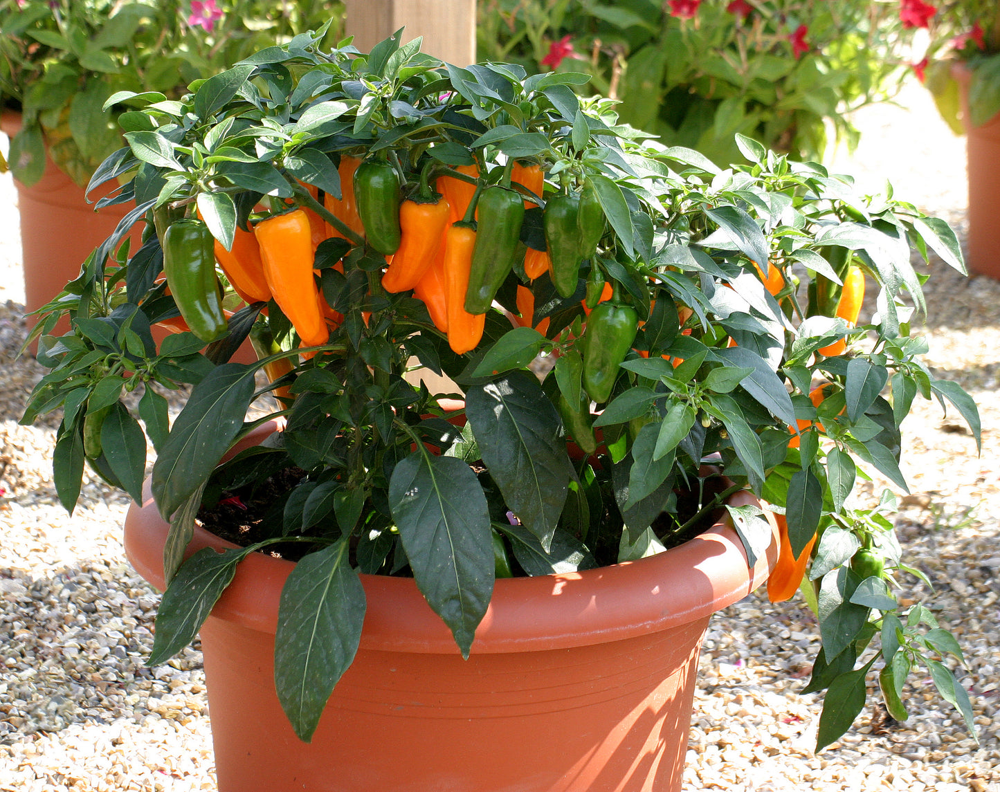 Cheyenne Pepper Seeds 25 F1 Hybrid Hot Orange Pepper Seeds