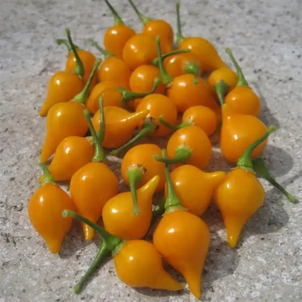 Harvested golden-yellow Biquinho peppers with pointed tips and green stems arranged on a gray surface