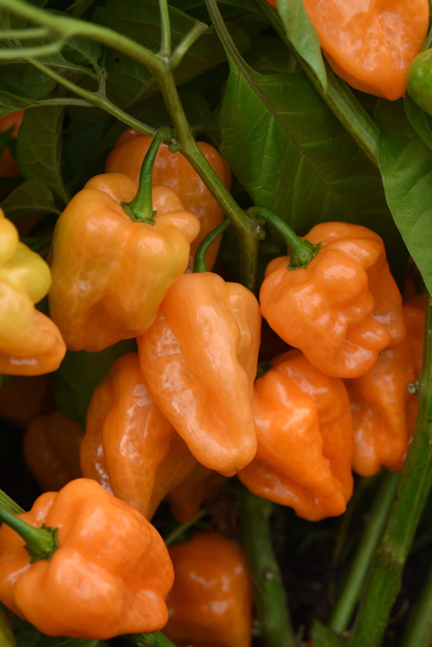 Chaak Pepper Seeds 25 Early Hybrid Habanero Pepper Seeds