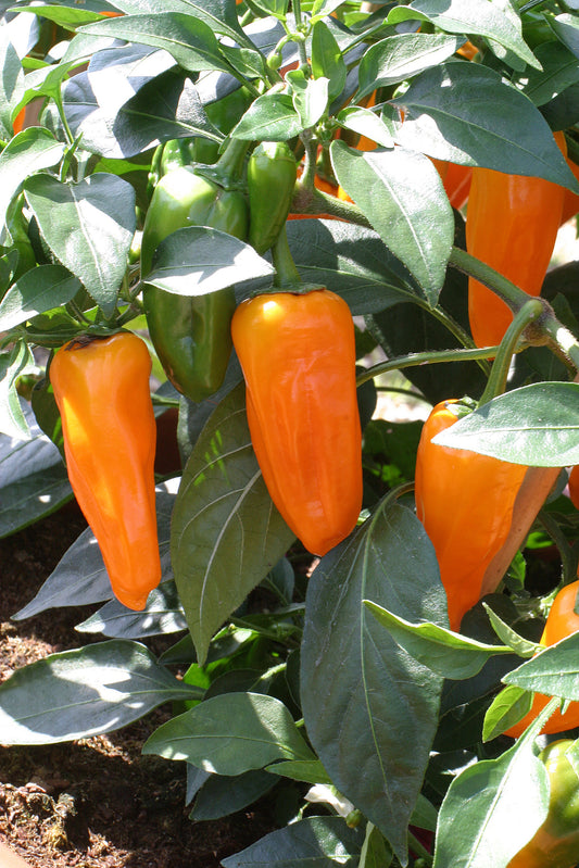 Cheyenne Pepper Seeds 25 F1 Hybrid Hot Orange Pepper Seeds