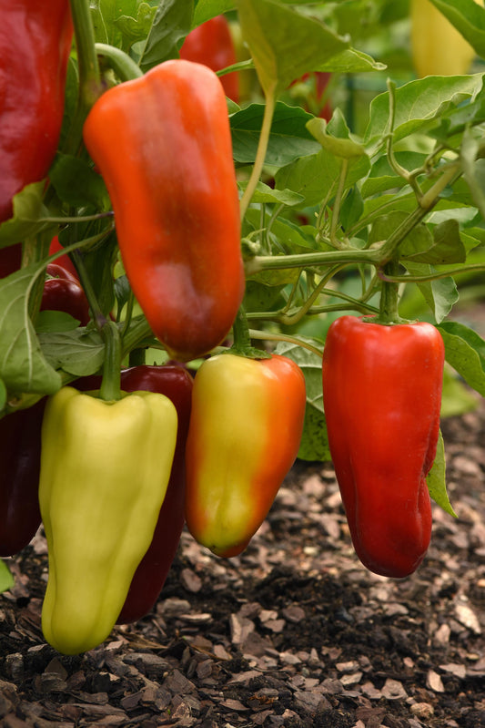 Gypsy Pepper Seeds 50 F1 Hybrid Sweet Pepper Seeds | AAS Winner